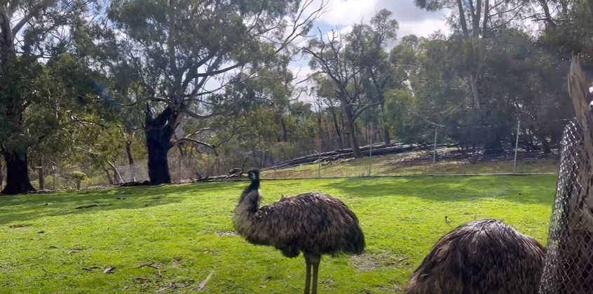 Cleland Wildlife Park