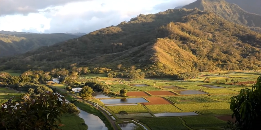 Hanalei Valley 