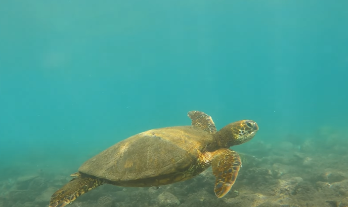 snorkeling at Lawai Beach